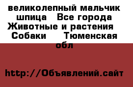 великолепный мальчик шпица - Все города Животные и растения » Собаки   . Тюменская обл.